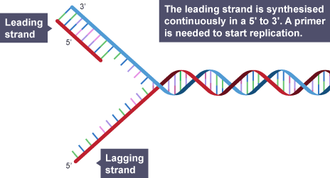 DNA Replication Diagram